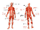 Какво не знаем за мускулите