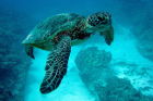 Зелената морска костенурка – най-старата и голяма в целия свят