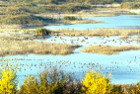 Резерватът "Сребърна" – домът на пеликаните и други уникални птици