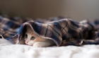 Коте, къде се скри?