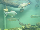 Риби, съвременници на динозаврите, плуват в най-големия сладководен аквариум в България