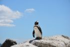 Пингвините летят само на първи април, но защо?