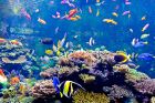 Подводен свят: най-красивите аквариуми в света