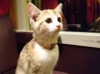 Изгубено коте хвана влак, за да се прибере у дома