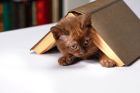 6 умни и дружелюбни породи котки подходящи за деца
