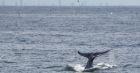 Сив кит се появи край бреговете на Италия, а трябваше да е в Тихия океан