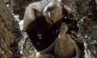 И те са необходими: 72 малки лешоядчета са се излюпили в Източните Родопи