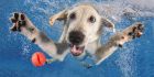 Оригинална идея: фотограф снима кучета, докато се гмуркат под вода да хванат топка