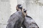 Двойка рядък вид черни лешояди вече могат да бъдат видени в Софийския зоопарк