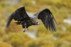 Испански черни лешояди ще летят из Врачанския балкан