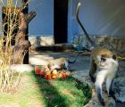 Бебе маймунка радва всички в Старозагорския зоопарк