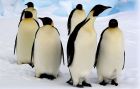 10 невероятни факта за невероятните императорски пингвини
