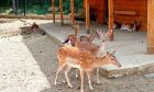 Зоопаркът в Стара Загора събира коледни елхи – любимия десерт на животните