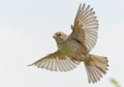 Национална олимпиада по орнитология ще бъде организирана по случай Международния ден на птиците