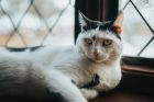 Пет съвета, които ще ви помогнат да направите котката си живееща на закрито по-щастлива
