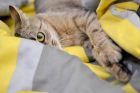Дали когато излезете от вкъщи котката ви търси?