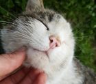 Как да галим правилно котка? Зоолозите ще ви кажат!