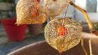 Какво е физалис и какъв вкус има?