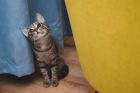 Пет породи котки, които са по-лесни за отглеждане от останалите