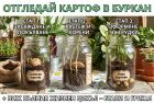 Съкровище под земята: пълно ръководство за малки градинари – как да си отгледаме картофи Съкровище под земята: пълно ръководство за малки градинари – как да си отгледаме картофи