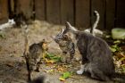 От лъва в джунглата до мяукащия домашен любимец: Как дивите котки се превърнаха в наши спътници? От лъва в джунглата до мяукащия домашен любимец: Как дивите котки се превърнаха в наши спътници?