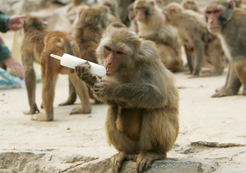 Как маймуните в зоопарка се разхлаждат?