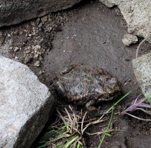 Семейство жабки Семейство жабки