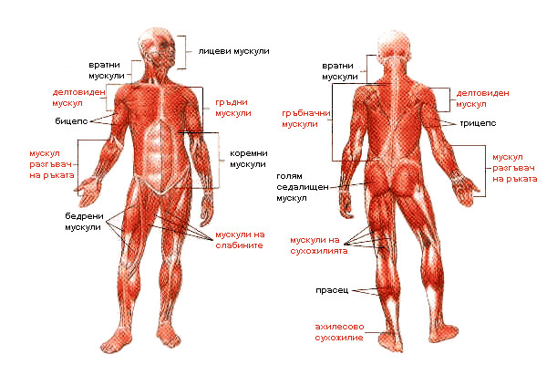Какво не знаем за мускулите