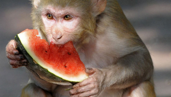 Вкусни "висящи" лакомства за маймунките от зоопарка във Варна