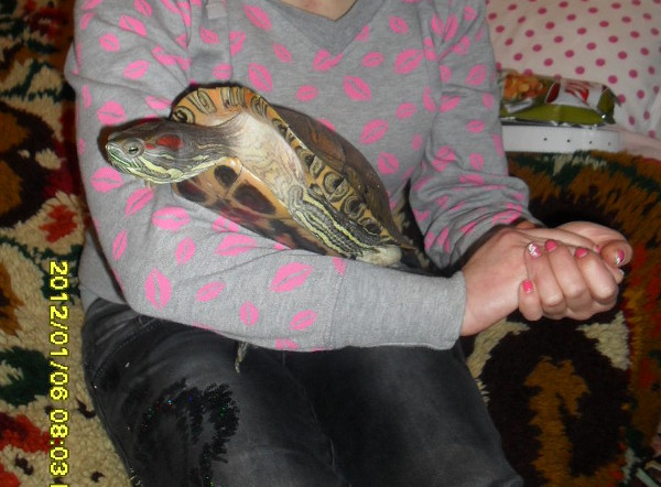 Моята забавна костенурка Дорис