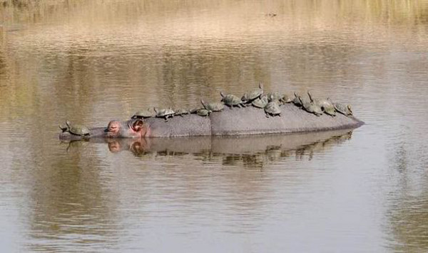 Хипопотам се превърна в такси за костенурки