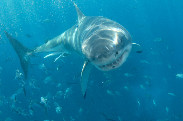 Голямата бяла акула – най-опасната сред рибите