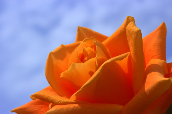 Роза – най-красивото цвете