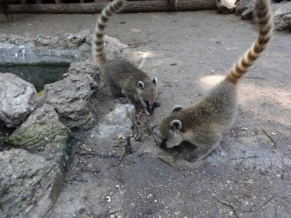 Носати мечета са новите обитатели на зоопарка във Варна