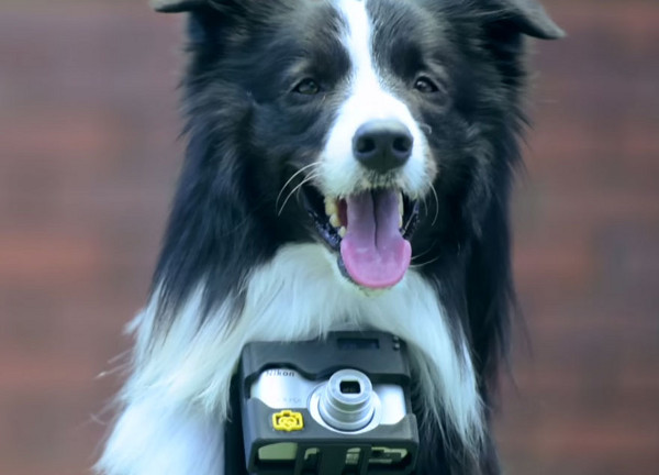 Вижте снимките на първото куче фотограф в света