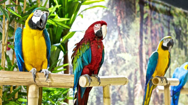 Най-голямата изложба на екзотични папагали в Източна Европа гостува в София