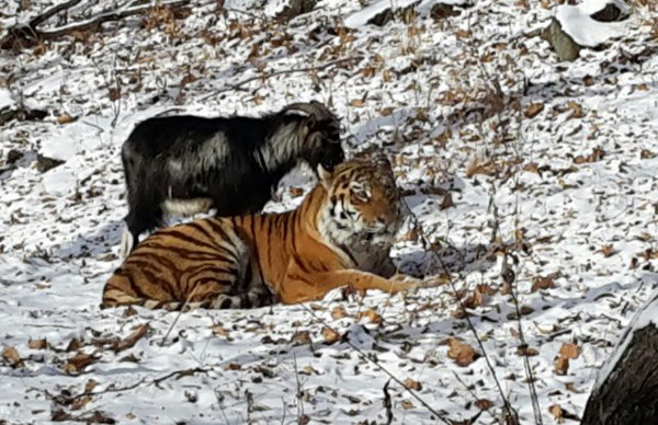 Необикновеното приятелство между козел и тигър