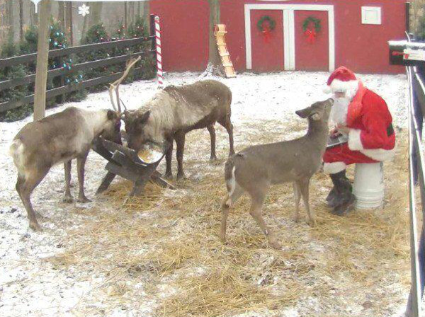 Дядо Коледа и елените потеглят от Лапландия на 23-ти декември