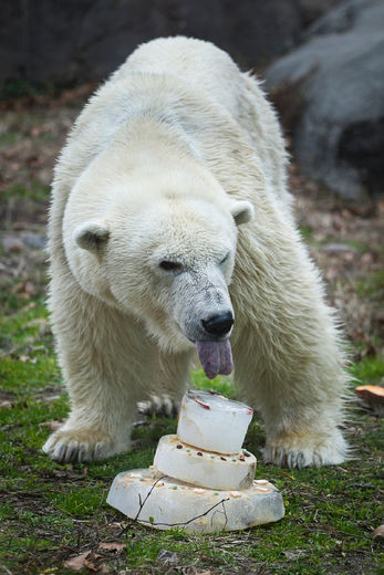 С ледена торта най-старата полярна мечка празнува рождения си ден