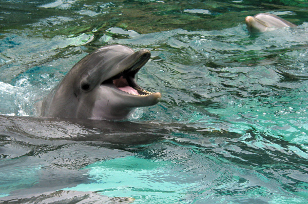 Да поговорим делфински