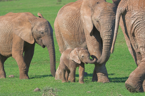 Слончетата също имат късмета да имат баби