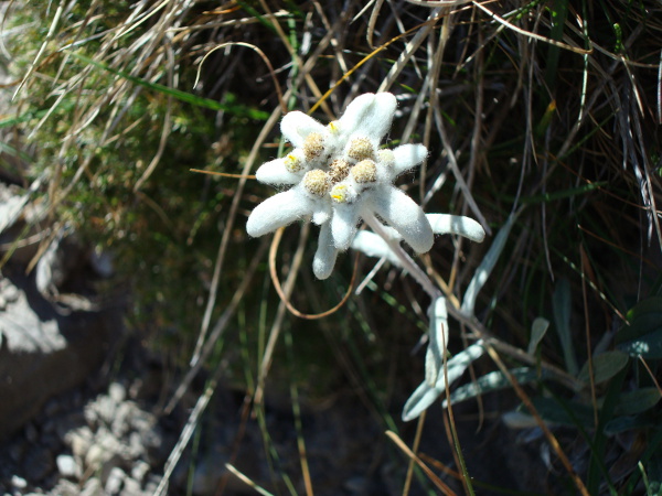 Еделвайсът – бялата звезда на планините