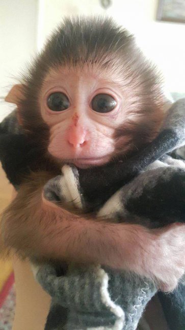 Маймунчето Алф е най-новият и очарователен обитател на Софийския зоопарк