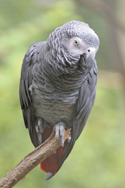 Папагалът Жорко рецитира „Аз съм българче“