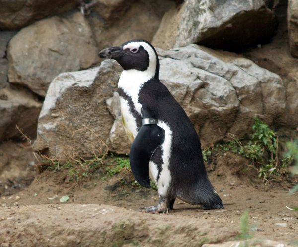 Пингвин плува повече от 8 хиляди километра всяка година, за да види спасителя си