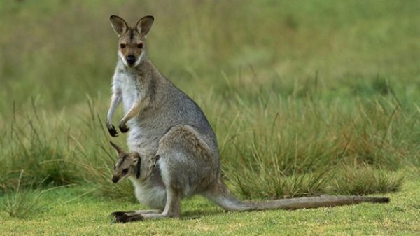 Бебе кенгуру е най-новият обитател на Софийския зоопарк