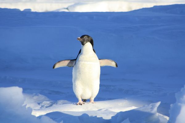 За пингвините с любов