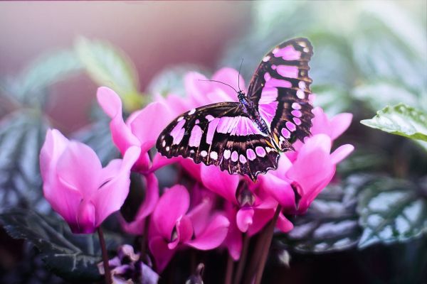 Розовата пеперудка