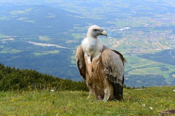 Посрещаме Деня на Европа в Пловдив с изложба, посветена на птиците, на Марица и величествените лешояди