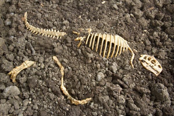 История по кости или откъде учените знаят колко са стари различните фосили